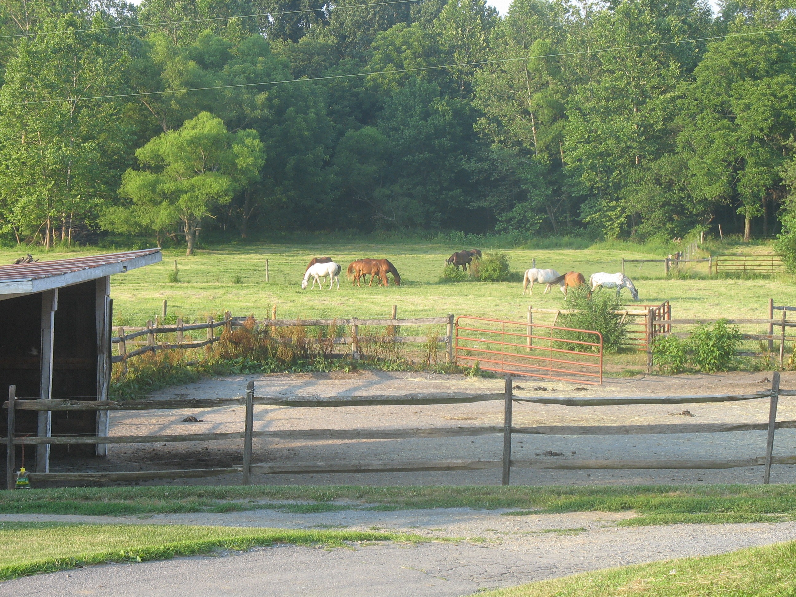 farmhorsesgrazing.jpg