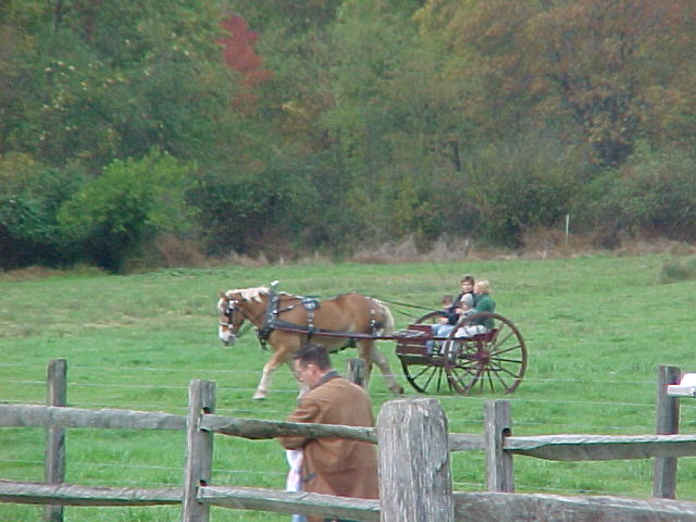 Carriage Rides by Frederick Tour and Carriage Co.