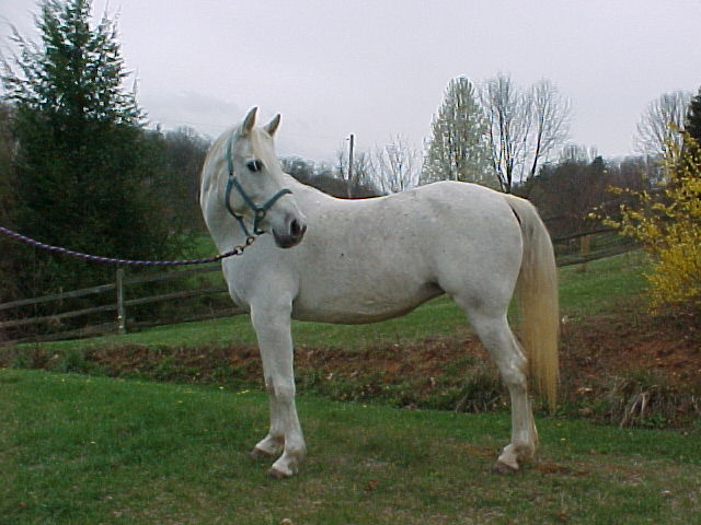 Melia