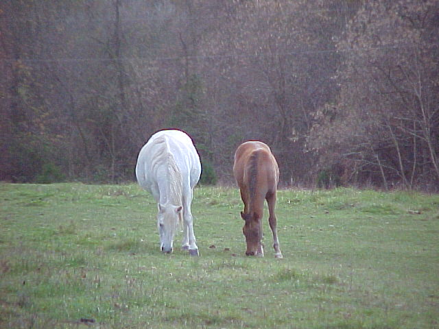 Melia, the grey mare and Montanna, the son of Tahir and Dekota.
